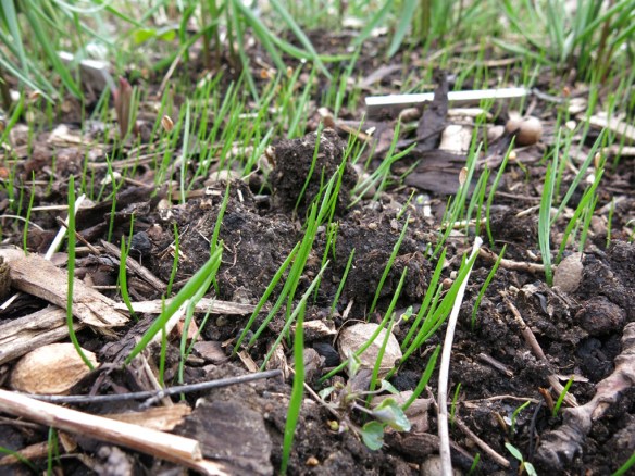 6 april 14 kungsängslilja smålökar