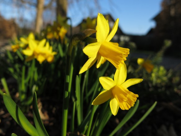 minipåsklilja 28 mars 14