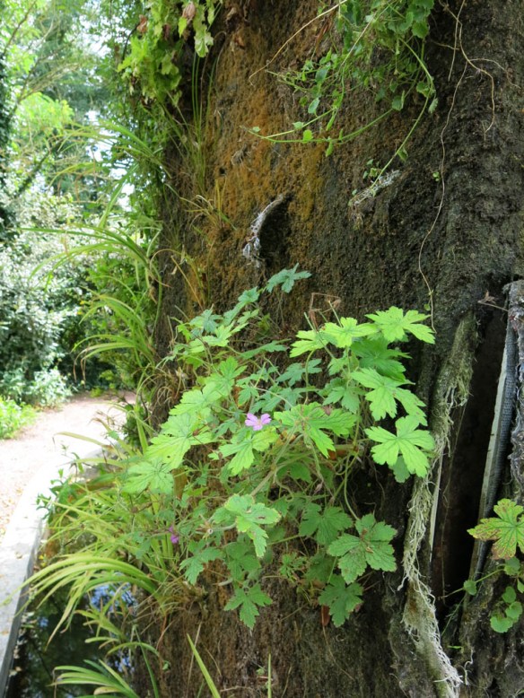 Växtvägg Chaumont  2