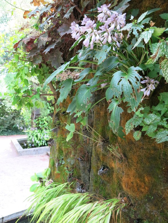 Växtvägg Chaumont 5