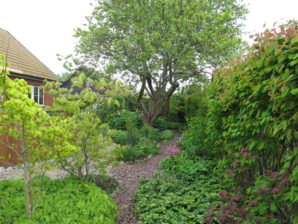 Japanska lönnar, Lunden rakt fram