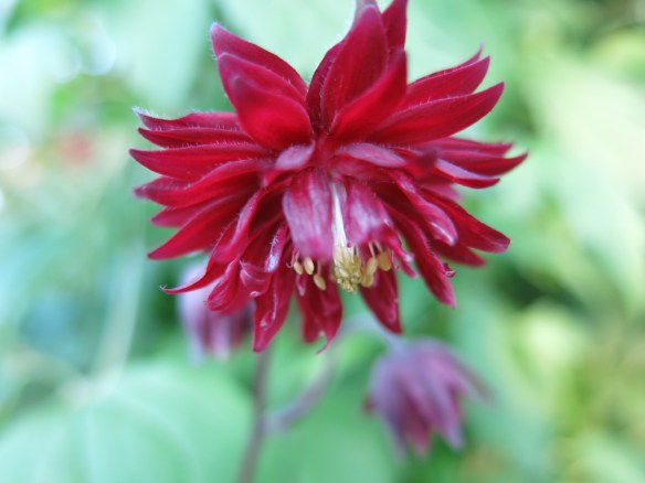 29 maj 14 akleja black barlow