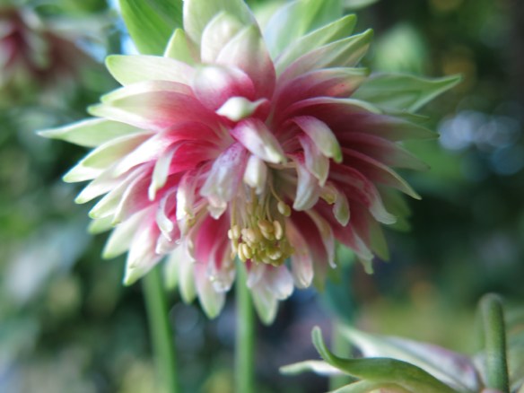 29 maj 14 akleja Nora Barlow