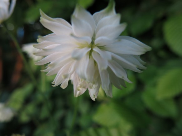 29 maj 14 akleja white barlow