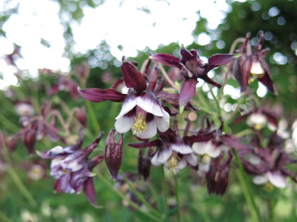 29 maj 14 akleja William Guiness