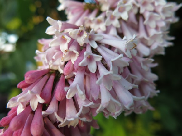 29 maj 14 hängsyrén syringa reflexa 2