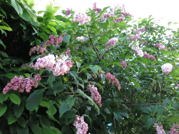 29 maj 14 hängsyrén syringa reflexa