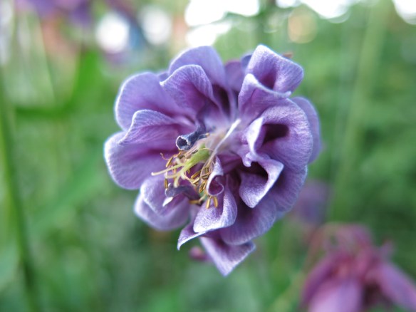 29 maj 14 lila akleja