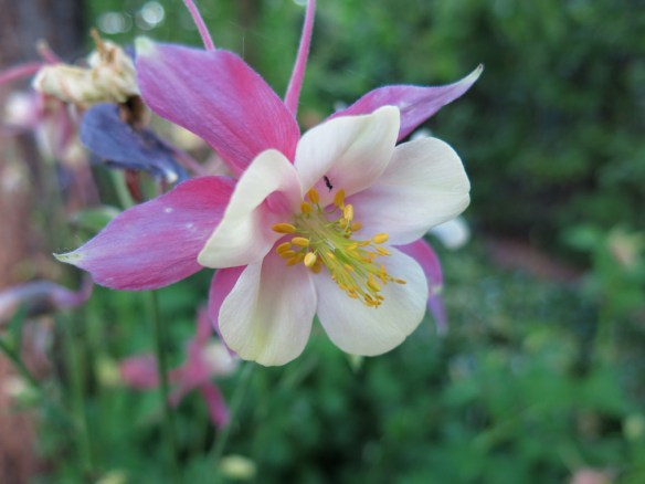 29 maj 14 pastellakleja akelja