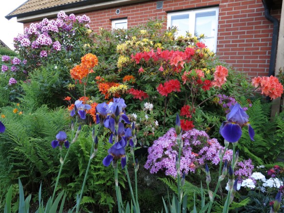 29 maj 14 torvrabatten azalea rhododendron