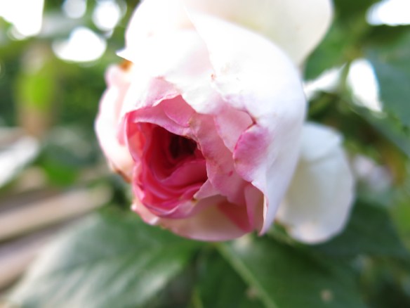 10 juni 14 Skära rabatten Eden rose