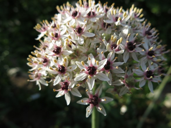 10 juni 14 Skära rabatten vit allium silver spring