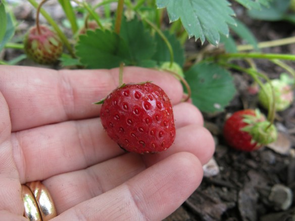 16 juni 14 smulgubbe