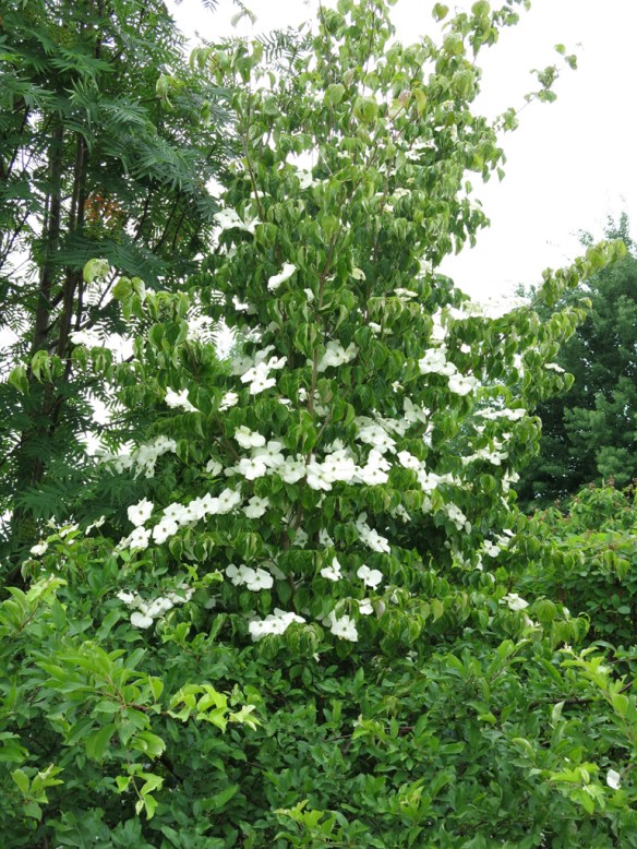 18 juni 14 blomsterkornell 2