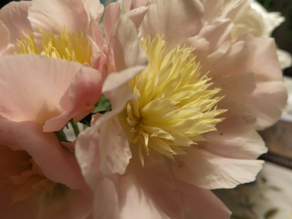 21 juni 14 pion Aros blek