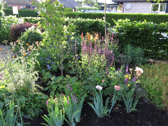 22 juni 14 magnoliarabatt 2