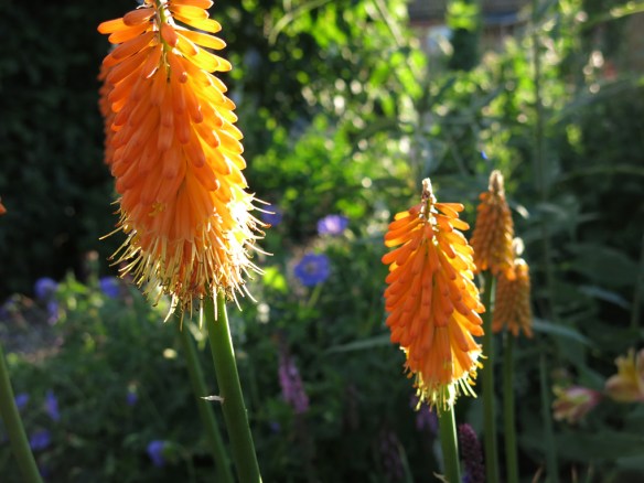 Fackellilja 'First Sunrise'