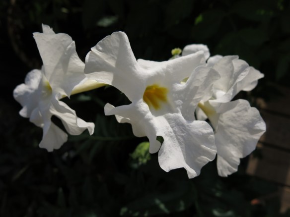 31 maj 14 incarvillea