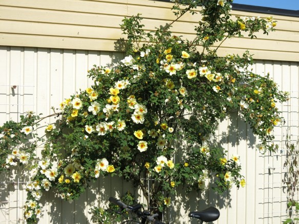 31 maj 14 ros aïcha 2