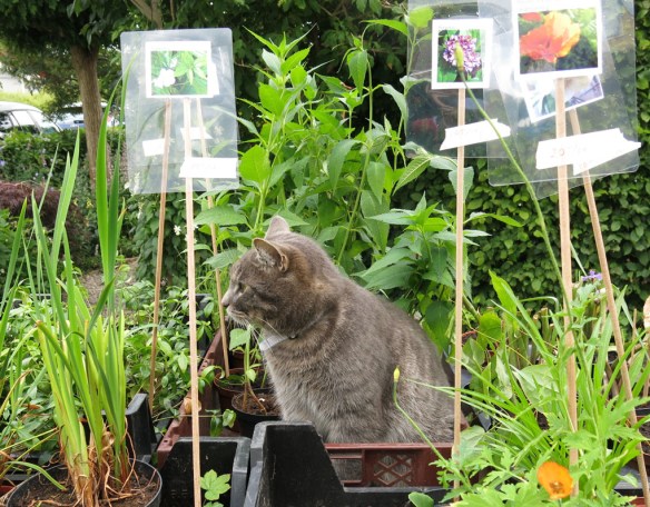 Tusen trädgårdar växtförsäljning 2014