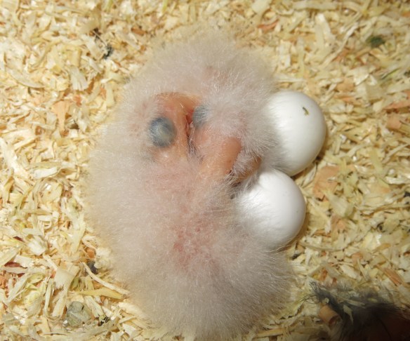 24 juli 14 rosella fågelungar