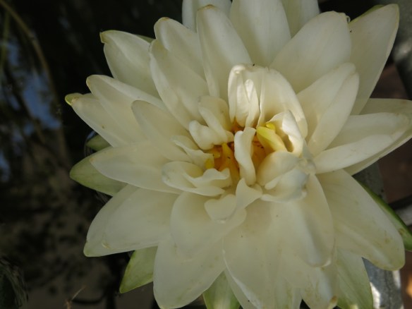 27 juli 14 zinkbalja vattenblänk 2