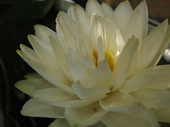 27 juli 14 zinkbalja vattenblänk 3