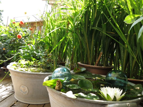 27 juli 14 zinkbalja vattenblänk 5