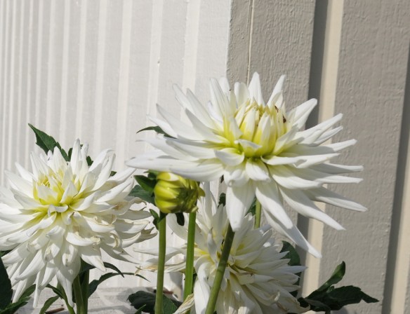 7 juli 14 trädgårdsbod kulörval ommålning 1