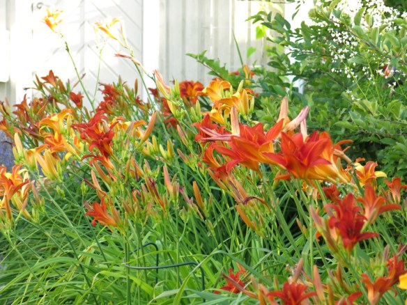 juli 14 dagliljerabatten 4