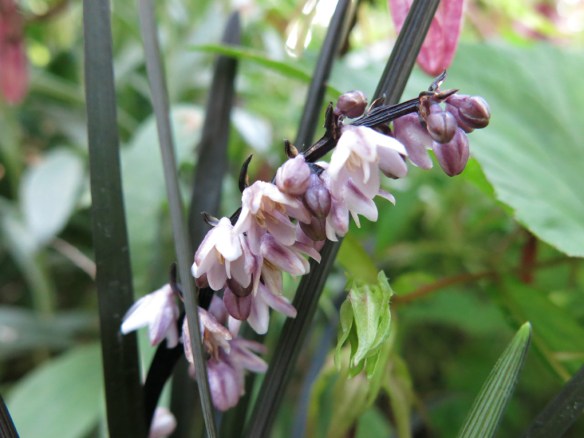 17 juli 14 mörkt ormskägg