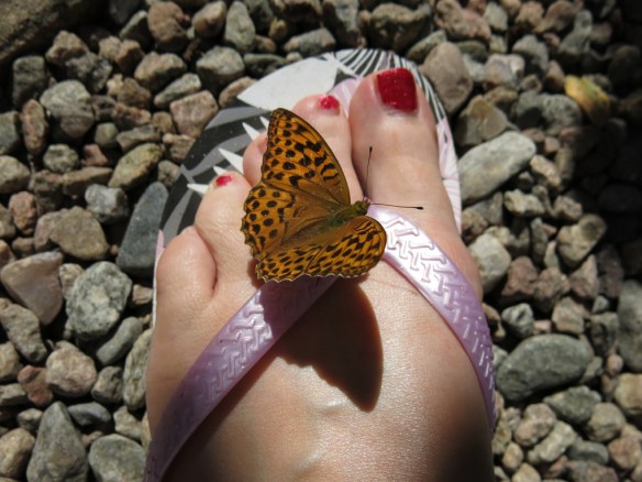 2014 pärlemorfjäril