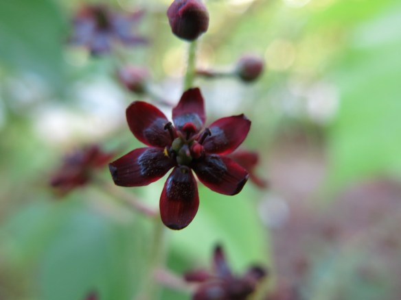 24 juli veratrum formosanum 1