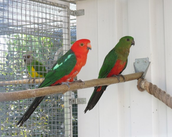 3 aug 14 kungsparakit ny isabella