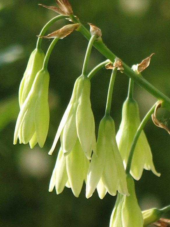 aug 2014 grön kaphyacint galtonia viridiflora