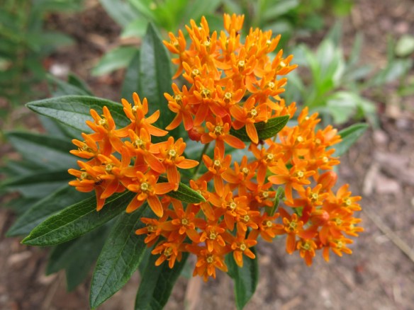 aug 2014 orange sidenblomma Asclepias tuberosa