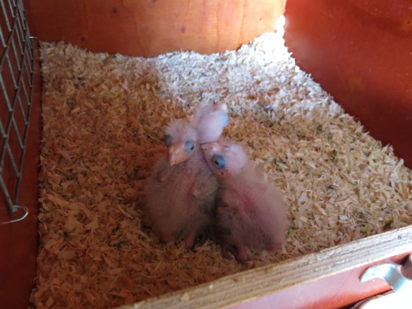 Rosellaungar 2014 1 v