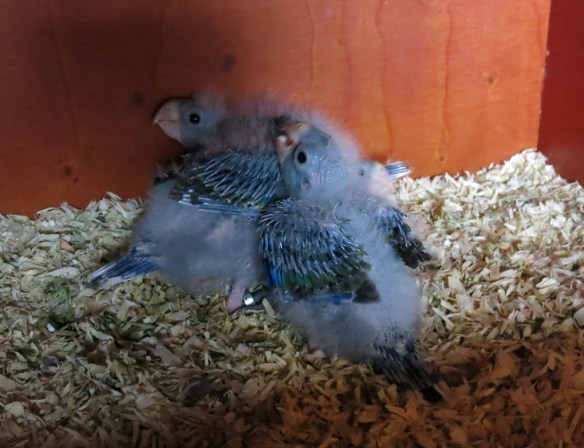 Rosellaungar 2014 2 v