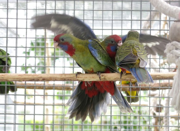 Rosellaungar 2014 5 v nr1