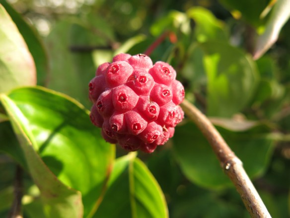 7 sep 14 sylt cornus kousa blomsterkornell 3
