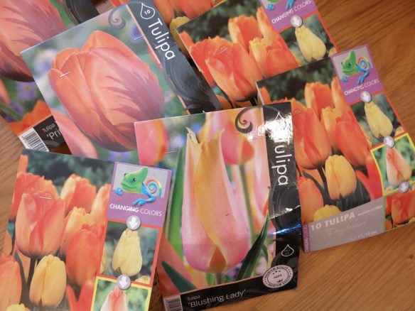 tulpanlökar