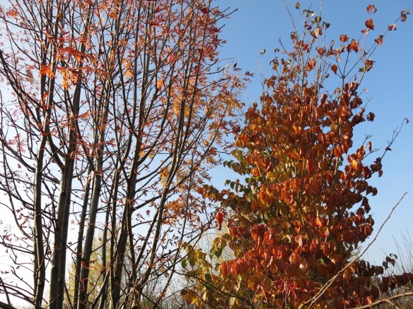 28 okt 14 dodong blomsterkornell trädhörn höst