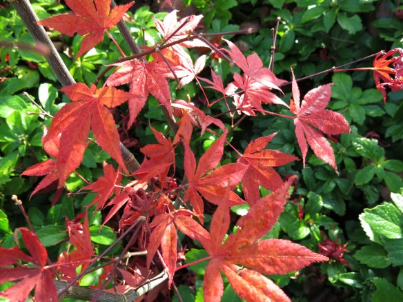 28 okt 14 japansk lönn