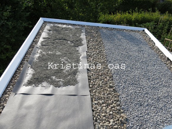 green roof grönt tak 14 kopiera