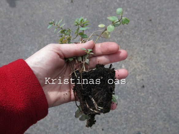 green roof grönt tak 16 kopiera