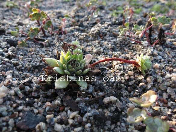 green roof grönt tak 19 kopiera