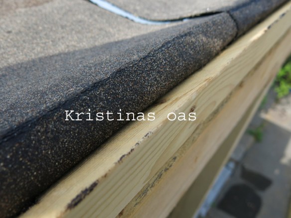 green roof grönt tak 2 kopiera