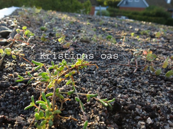 green roof grönt tak 21 kopiera