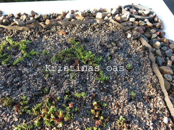 green roof grönt tak 23 kopiera