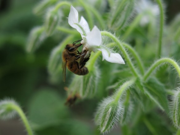 juli 2014 gurkört bi